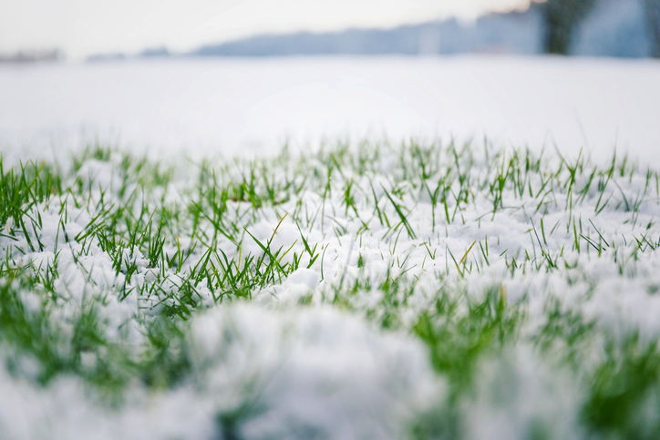 Filtered moody green grass growing through snow on golf course in winter with bush in background, low angle view, copy space,